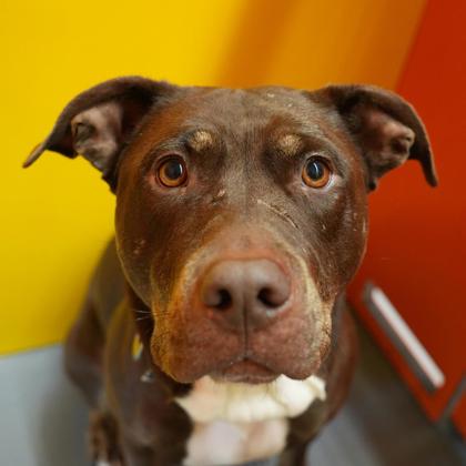 View Fuchsia the Dog Photo #3