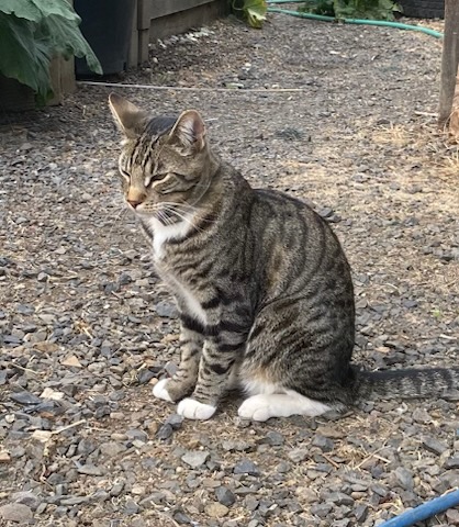 Have You Seen Rocky? Rocky