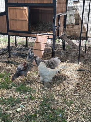 View Chestnut the Chicken Photo #2