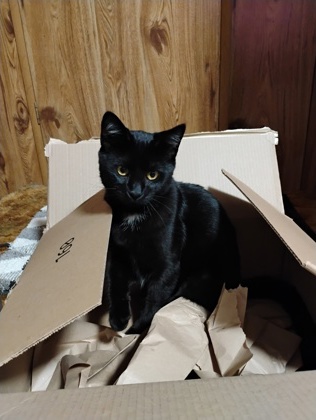 View Raven the Cat Photo #3