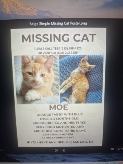 View Moe the Cat Photo #2
