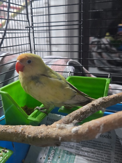 View Lemon the Bird Photo #3