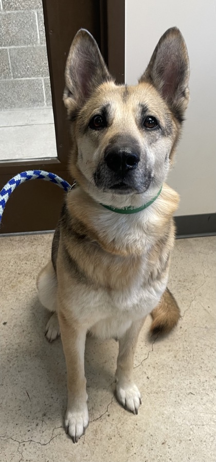 View Amara the Dog Photo #2