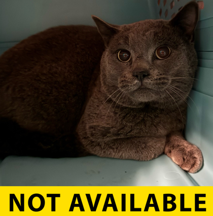 Photo of Captain Morgan