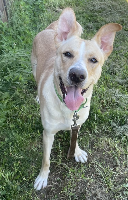 Photo of Apollo
