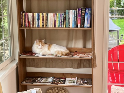 View This Cat Photo #3