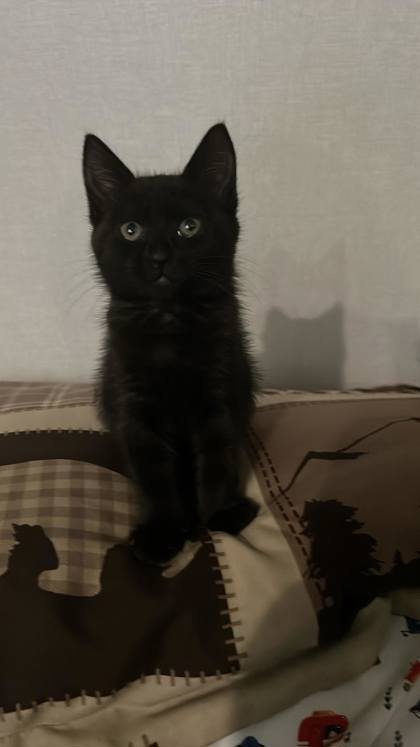 View This Cat Photo #2