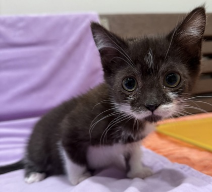 View Gene the Cat Photo #2