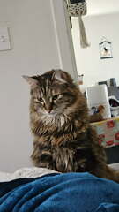 View Ellie the Cat Photo #2