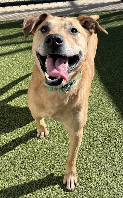 View Wesley the Dog Photo #2