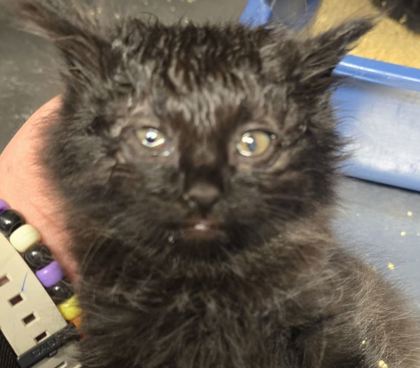 EP Kitten 5