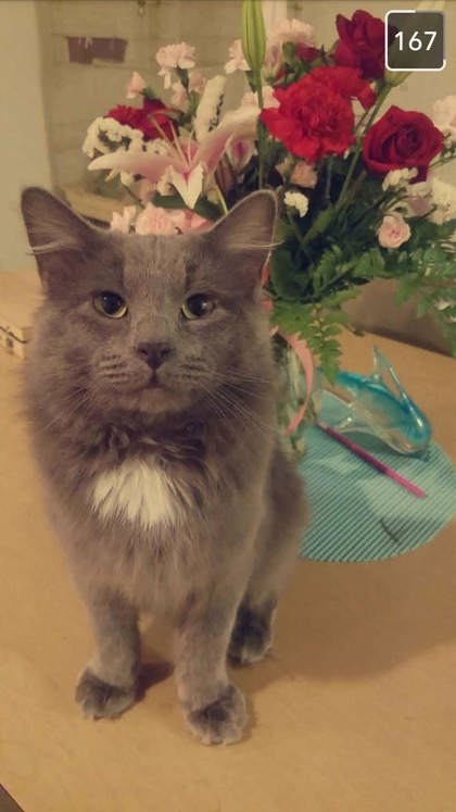 Have You Seen Taz? Taz