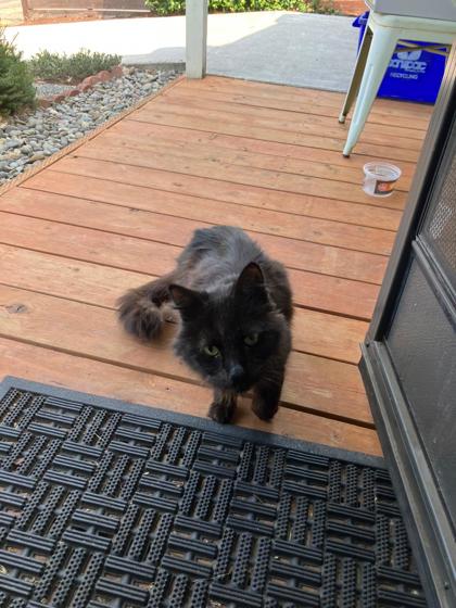 View This Cat Photo #2