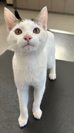 View Olaf the Cat Photo #2