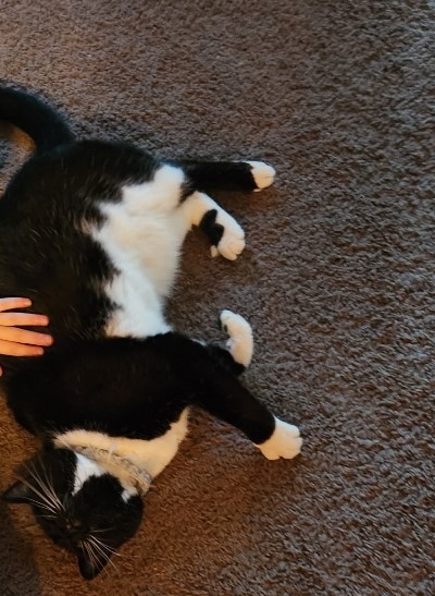View Louis the Cat Photo #2