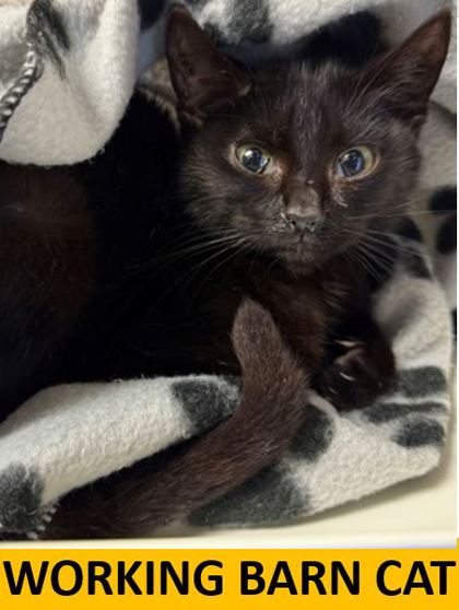 Photo of Flint