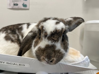 View Bluebell the Rabbit Photo #2