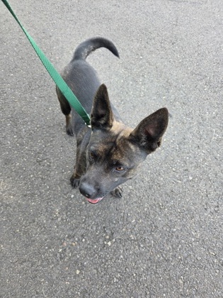 View This Dog Photo #2