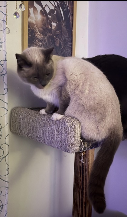 View Snowy the Cat Photo #3