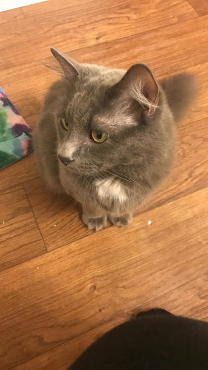 View Taz the Cat Photo #3