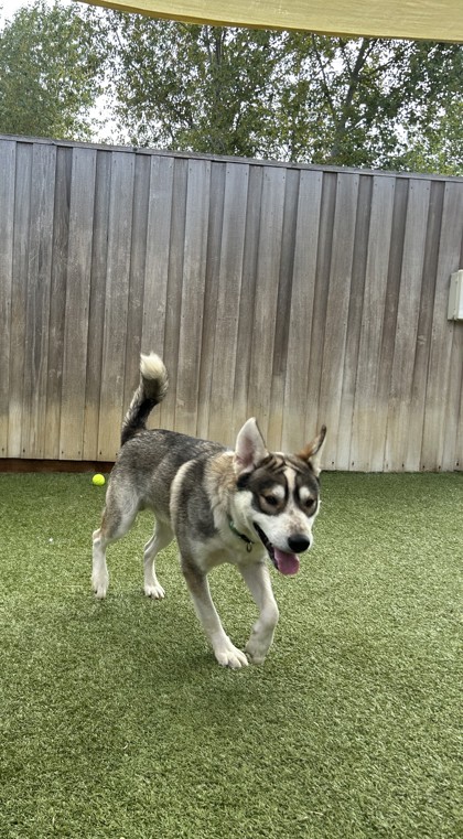 View Bolin the Dog Photo #3