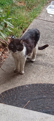 View This Cat Photo #2