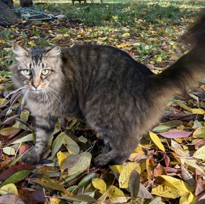 View Nuna the Cat Photo #2