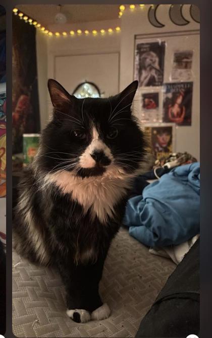 Have You Seen Socks? Socks
