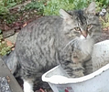 View This Cat Photo #2