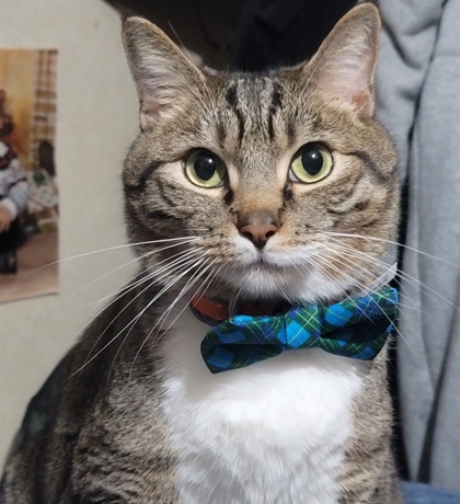 Finn