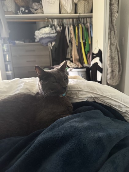 View Max Kat the Cat Photo #2