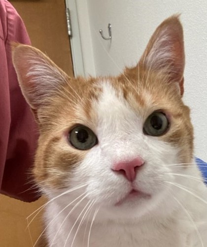 Photo of Gordy