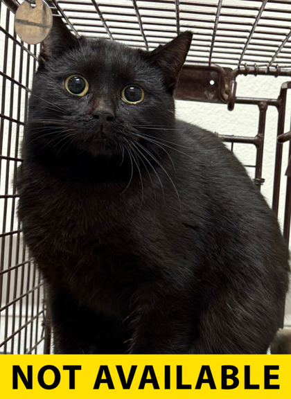 Photo of Almond Milk