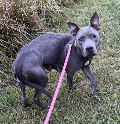View Mipha the Dog Photo #2