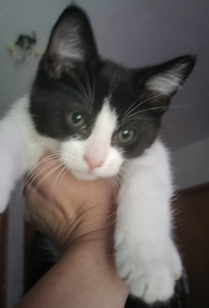 View Cazie the Cat Photo #3