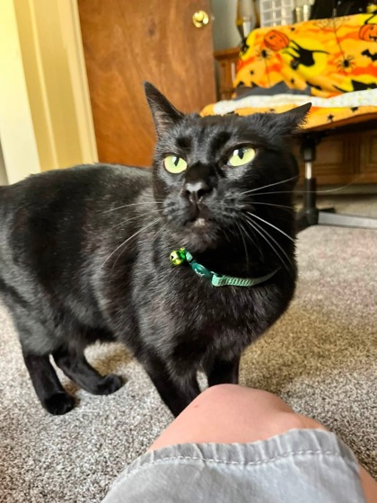 Juniper