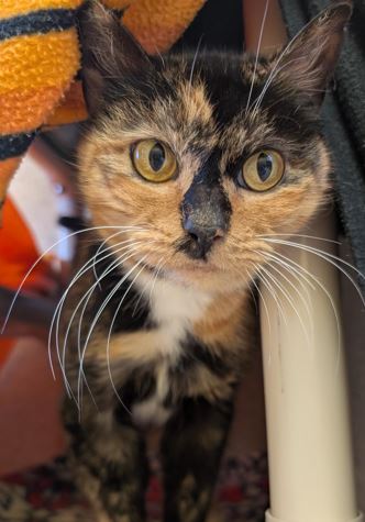 View Daffodil the Cat Photo #3