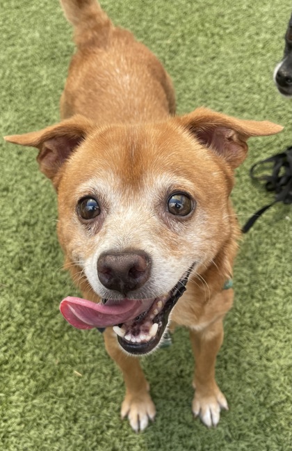 View Ned Leeds the Dog Photo #2