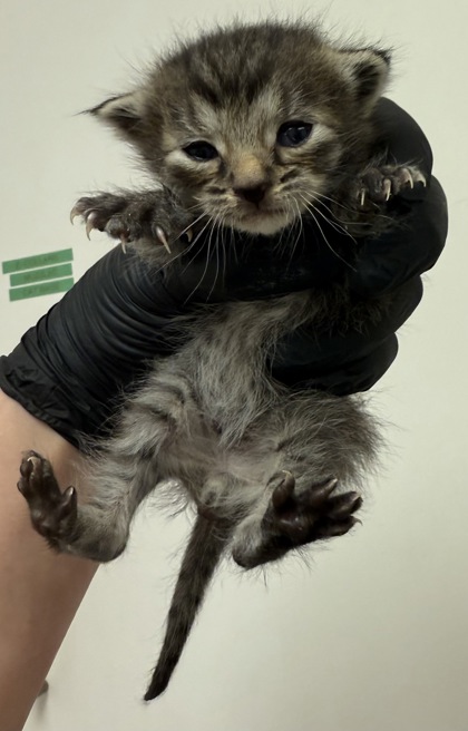 RB Kitten
