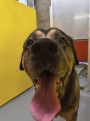 View Buster the Dog Photo #2