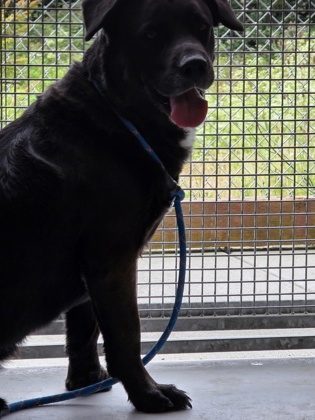 View Jalapeno the Dog Photo #2