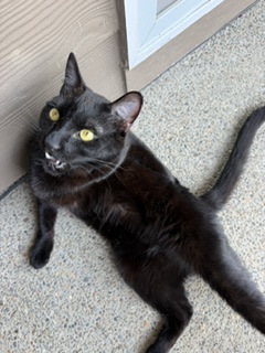 View Lloyd the Cat Photo #2