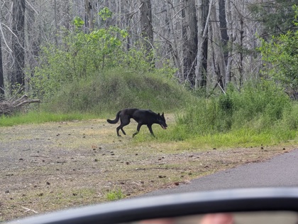 View This Dog Photo #3