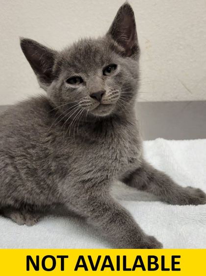 Help Rehome This Cat Mango