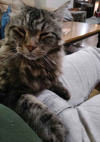 View Roku the Cat Photo #2