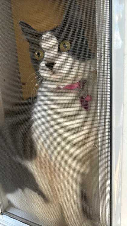 View Rose the Cat Photo #2
