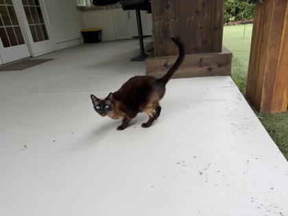 View This Cat Photo #2