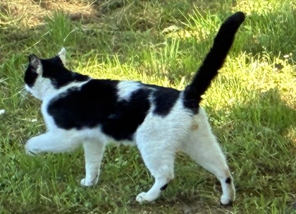 View Bart the Cat Photo #2