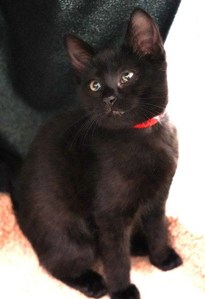 View Peggy Sue the Cat Photo #3