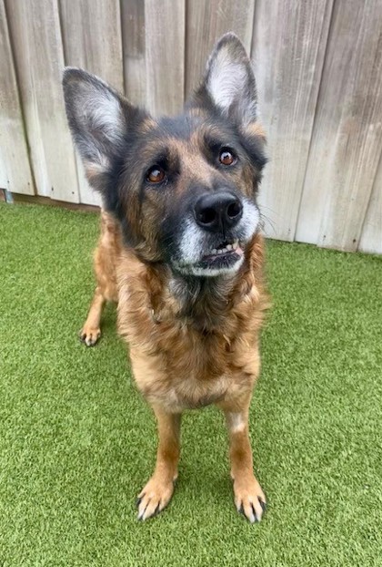 View Wylie the Dog Photo #2